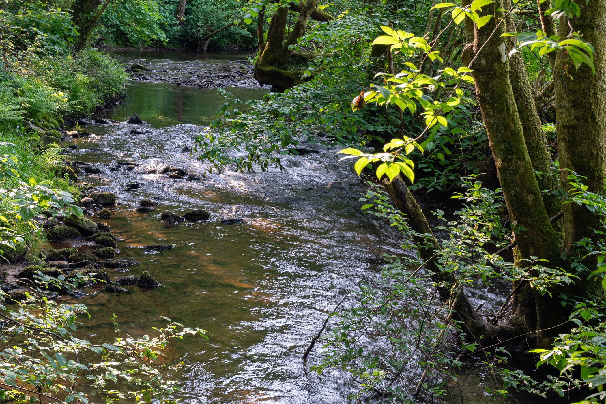 Blick von der Brücke auf die Salm